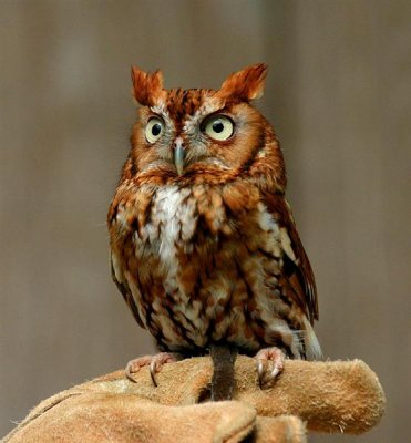 Eastern Screech Owl, Florida