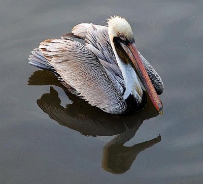 Brown Pelican, Georgia