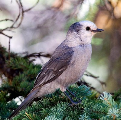 Gray Jay, Colorado