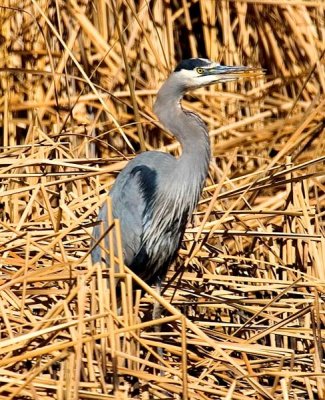 Great Blue Heron, Arizona