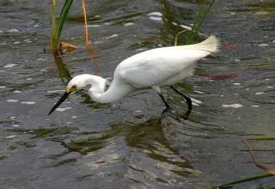 Snowy Egret, Florida