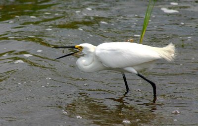 Snowy Egret, Florida