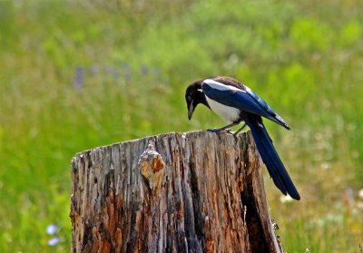 Magpie, Colorado