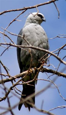 Mississippi Kite, Texas