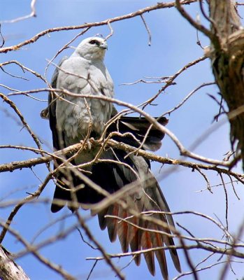 Mississippi Kite, Texas