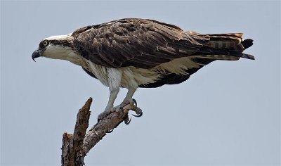Osprey, Florida