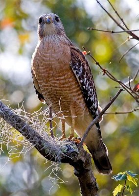 Red Shouldered Hawk, Florida