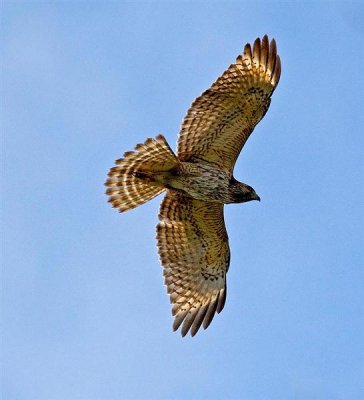 Red Tailed Hawk, Florida