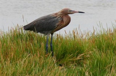 Reddish Egret, Florida