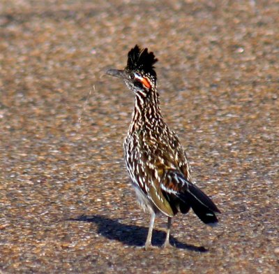Roadrunner, Texas