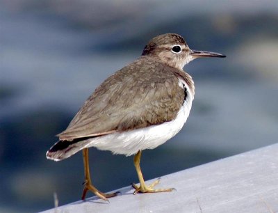 Sandpiper, Florida