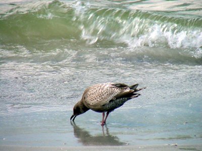 Sea Gull, Florida
