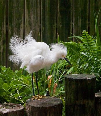 Snowy Egret, Florida