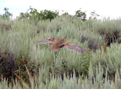 Sage Grouse, Colorado