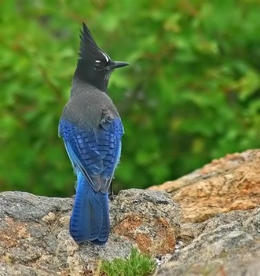 Steller's Jay, Colorado