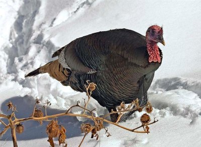 Wild Turkey, Utah