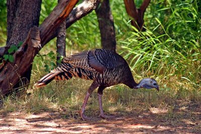 Wild Turkey, Texas