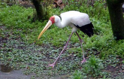 Yellow Billed Stork, Florida