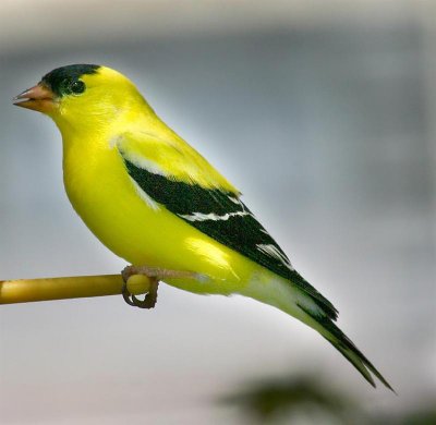 American Goldfinch, NC