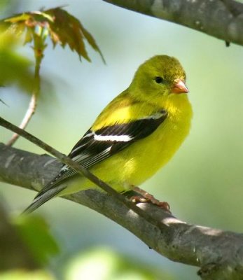 American Goldfinch, NC