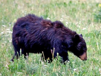 Black Bear, Wyoming