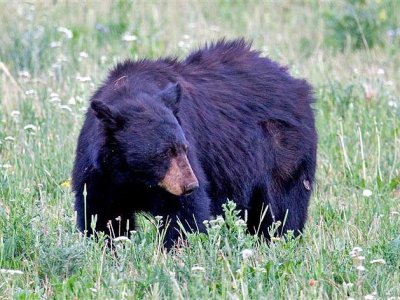 Black Bear, Wyoming