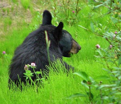 Black Bear, Alberta