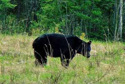 Black Bear, British Columbia