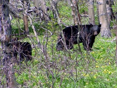 Black Bears, Montana