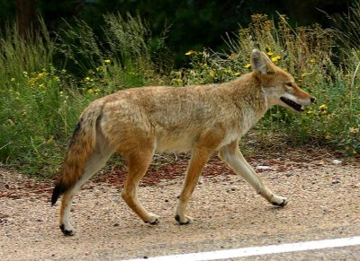 Coyote, Colorado