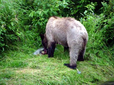 Grizzly, Alaska