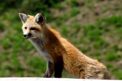 Red Fox, Colorado