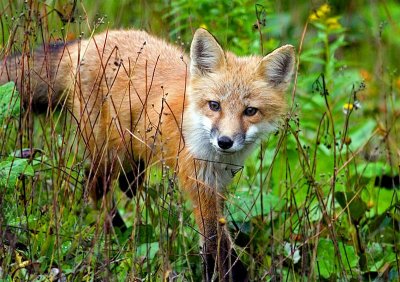 Red Fox, Newfoundland