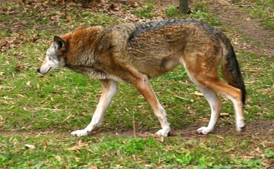 Red Wolf, Florida Zoo
