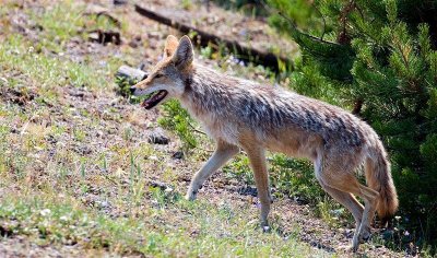  Coyote, Wyoming