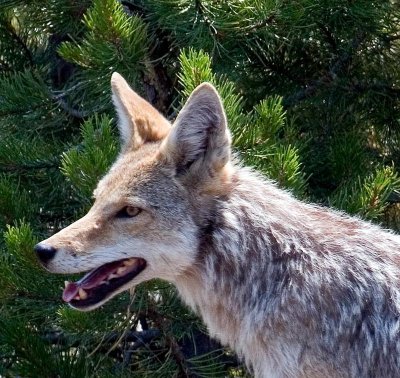 Coyote, Wyoming