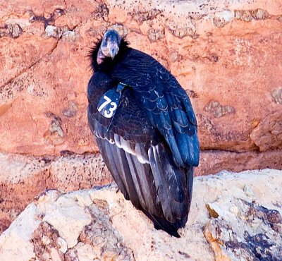 California Condor, Arizona