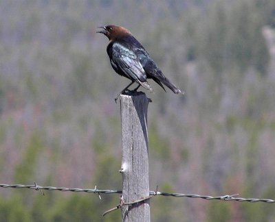 Cowbird, Idaho