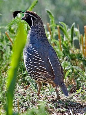 Gambel's Quail, Nevada