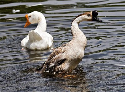 Geese, Washington