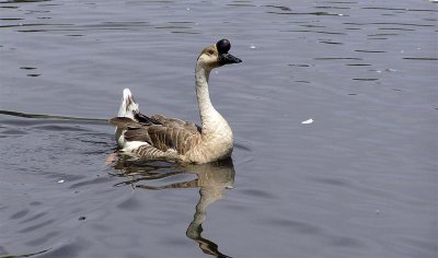 Goose, Washington