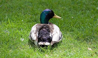 Mallard, Washington