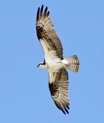 Osprey, Idaho