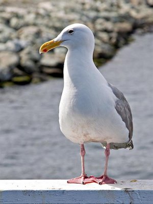 Sea Gull, British Columbia