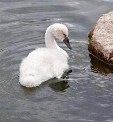 Swan Chick, Idaho