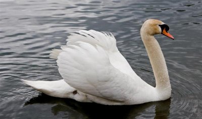 Swan, Idaho