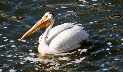 White Pelican, Nevada