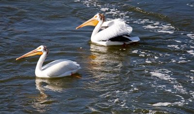White Pelicans, Nevada