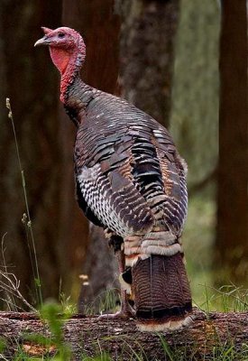 Wild Turkey,  Idaho