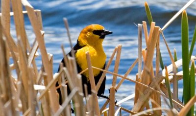 Yellow-headed Blackbird, Nevada